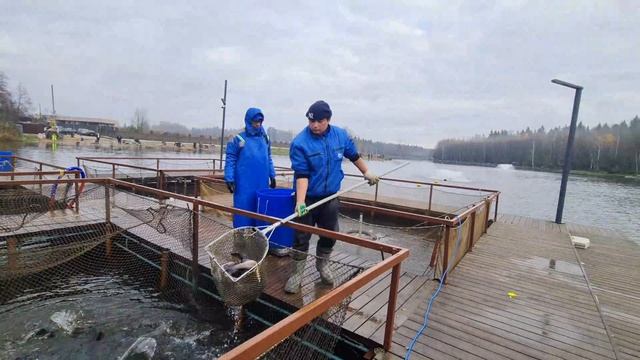 Запуск форели смотреть онлайн