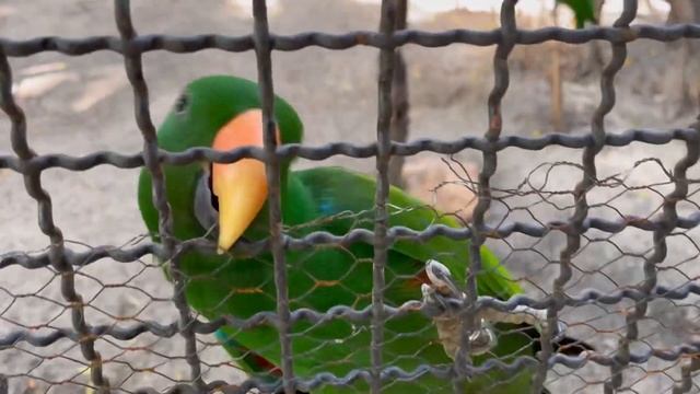 Safari World and Marine Park#Bangkok#Amazing Experience#Alateupload#bangkoktrip смотреть онлайн