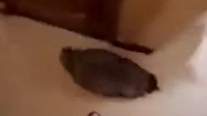 Енот наводит порядок в квартире!