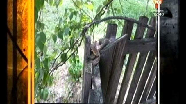 Спасатели обезвредили змею в одном из дворов Биробиджана смотреть онлайн