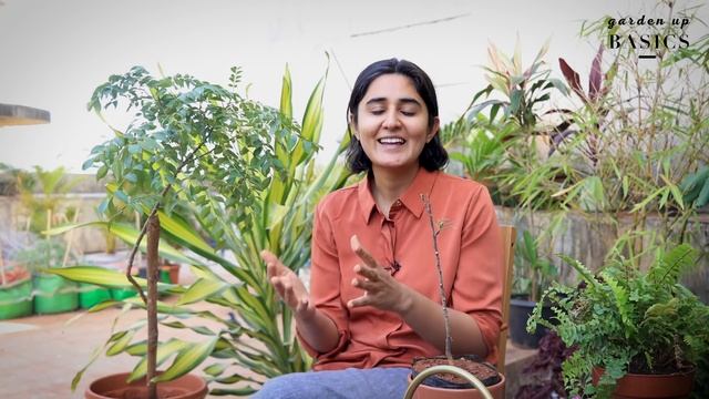 Growing Curry leaf in apartments | All you need to know | Ep.7 Garden Up Basics смотреть онлайн