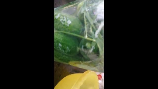 Квашеные огурцы @ Простой посол. На зиму. смотреть онлайн