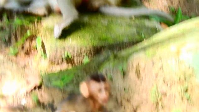 So Brave Tiny Baby Monkey Rex Chasing Tourist But Make Rose Scare And Run Catch Back.