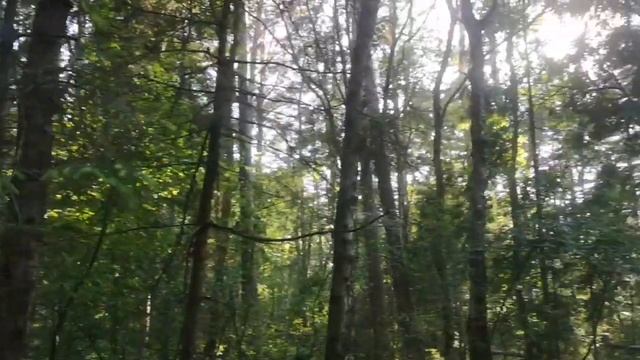 Baden-Baden Svetlogorsk Forest