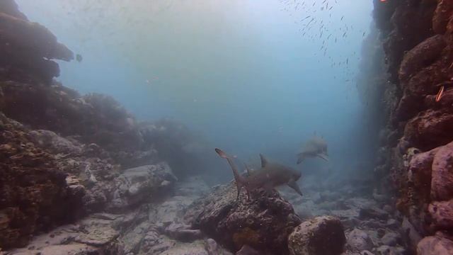 Scuba diving with Grey Nurse sharks in Valley @ Apartments best dive site смотреть онлайн