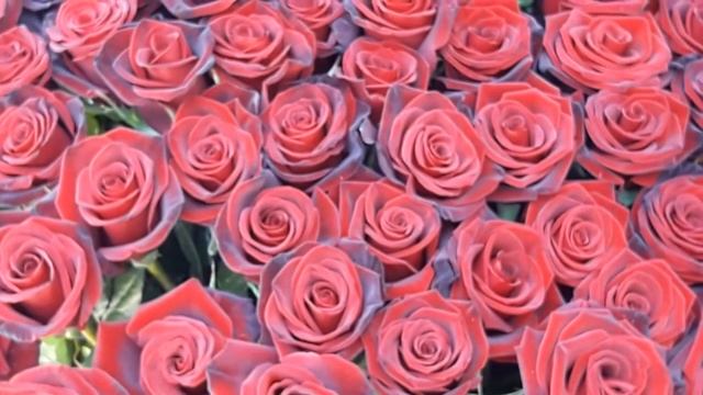 Ритуал - онлайн Снять приворот на крови многолетний на алое. К XV. смотреть онлайн