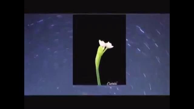 "ПОСЛЕДНЯЯ ЛЮБОВЬ" Шувалова Светлана смотреть онлайн