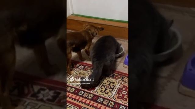 А поделиться , Слабо ! смотреть онлайн