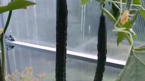 Вкусный, нежный, ароматный салатный огурец КИТАЙСКИЙ ИМПЕРАТОР!