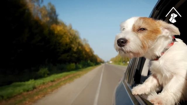 Dog Sticking Their Heads Out the Car Window | Traveling Dogs | Cute Pets Lovers TV смотреть онлайн