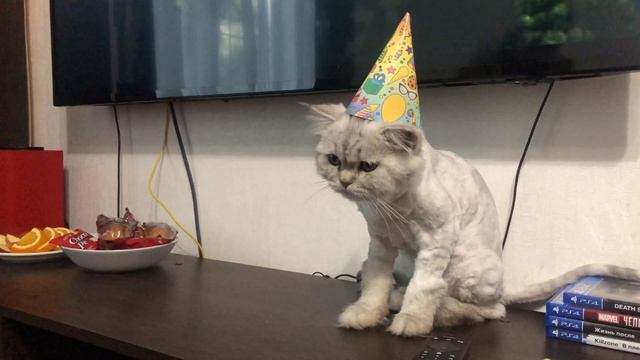 День рождения ВЕЛИКОЛЕПНОГО КОТА ГАРРОША 2020 смотреть онлайн