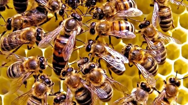 Топ интересных фактов о Пчёлах / жизнь пчёл. смотреть онлайн