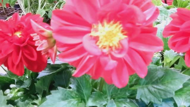 Обзор рассады в магазине ОКЕЙ смотреть онлайн