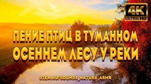 Пение Птиц В Туманном, Осеннем Лесу У Реки - Унесёт Ваши Тревоги И Печали. Звуки Природы АСМР.