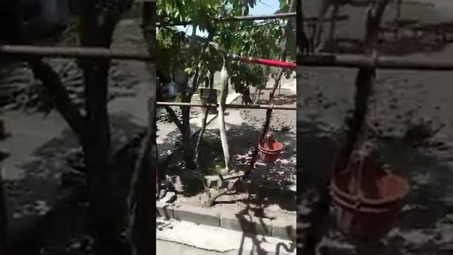 Змеи атакуют новороссийцев смотреть онлайн