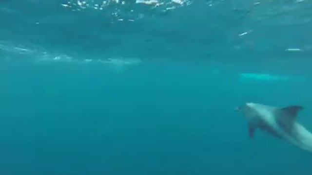 Дельфины смотреть онлайн