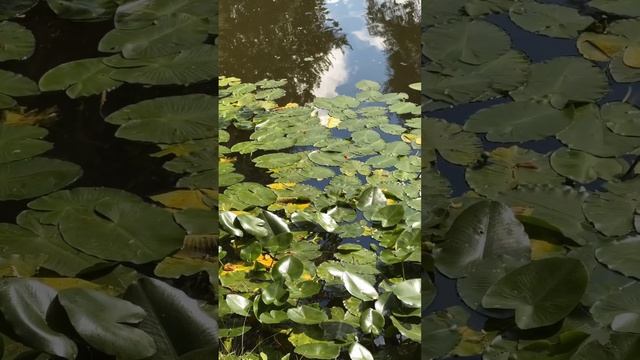 Правильные инвестиции #москва #агентствонедвижимости #ипотека #инвестиции #бизнес смотреть онлайн