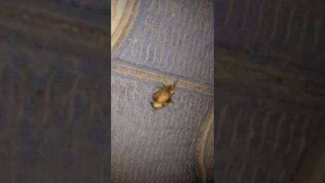Жучий трах смотреть онлайн