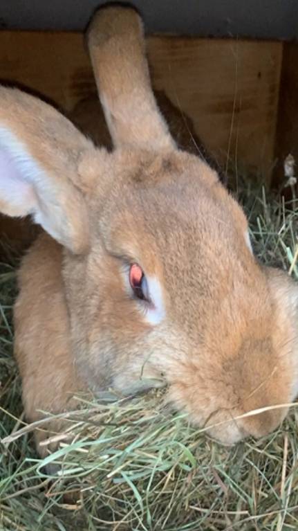 Что задумала крольчиха?