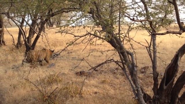 Tiger Sighting - Ranthombore Safari - Tiger T19 Out For A Kill - Watch The Full Video