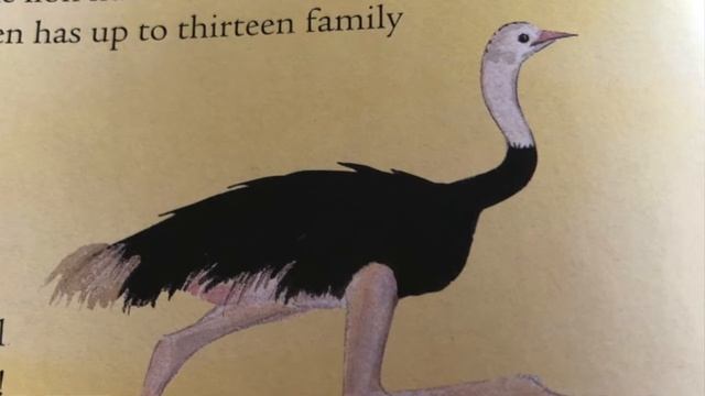 We All Went On Safari! (A Quiet & Calming Reading)