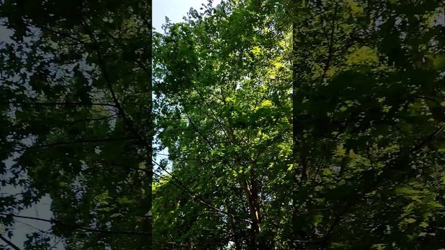Leaves are rustling high above your head, and you are small and protected, 040623 4 смотреть онлайн