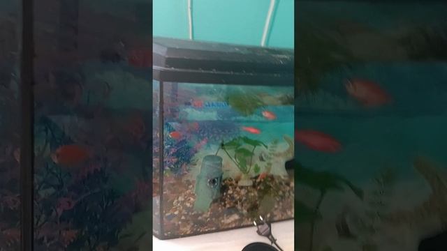 Все мои животные. Пожалуйста подпишитесь