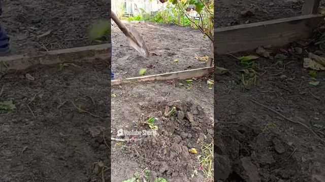 Как подготовить розы к зиме...#розы#огород#сад# осень смотреть онлайн