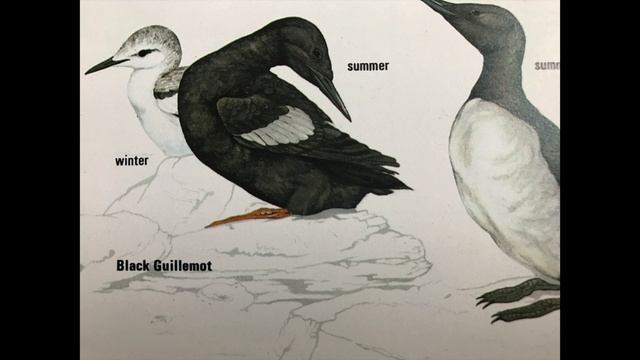 THE SOAP OPERA 'The Saddle or the Feather' - ample play records смотреть онлайн