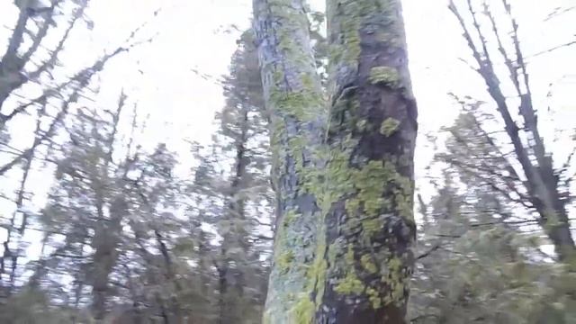 Анапа Утро последнего зимнего дня! СКАЗОЧНЫЕ ДЕРЕВЬЯ! смотреть онлайн