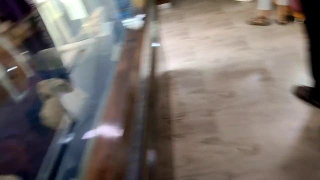 Asia का सबसे बड़ा Zoo Park|Nehru Zoological Park|Hyderabad Zoo Park|#hyderabadzoo|#travelling Darba