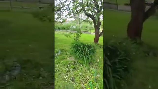 снт мечта смотреть онлайн