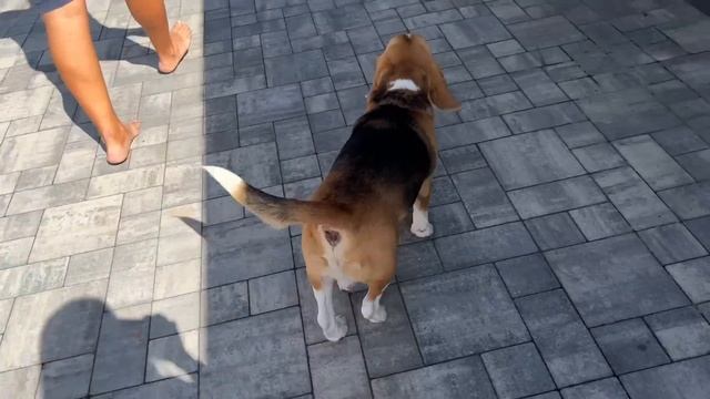 Оксана и София первый раз в большом бассейне. Лечим нашу собаку. Ника Лайф смотреть онлайн