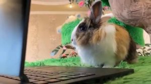 КОТ МАЛЫШ и КРОЛИК БАФФИ В BED WARS! НО КТО ПОБЕДИТ БЕД ВАРС МАЙНКРАФТ ЧЕЛЛЕНДЖ