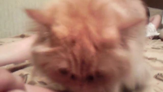 Кошка-ибунишка ))) смотреть онлайн