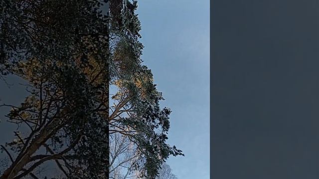 продаю 3-ех ком. квартиру в аг Ждановичи, в курортно-санаторном районе рядом с Минском, 8029333095 смотреть онлайн