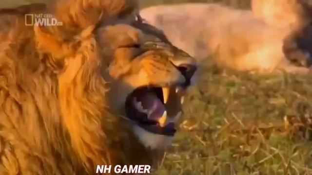 What The Fuck 😱😱 Android User 🔥|| NH GAMER || Redmi K20 PRO 🔥 #Funny Moment 😀😀 смотреть онлайн