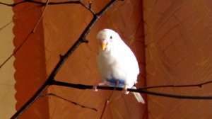 Морозко говорит Морозко