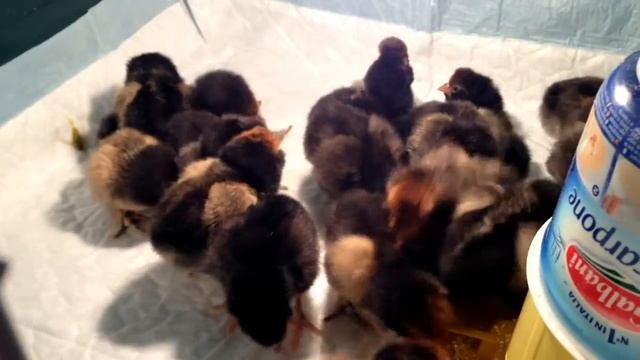 Павловские цыплята смотреть онлайн