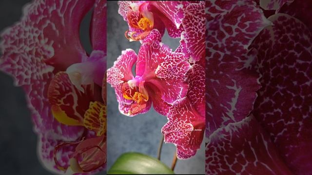 Phal. Victoria's Lace 💕 Домашнее цветение яркой азиатской орхидеи бабочка Кружево Виктории 🕸️ смотреть онлайн