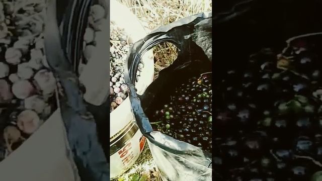 ВИНОГРАД В АНАПЕ 2023 НА ХАЛЯВУ смотреть онлайн