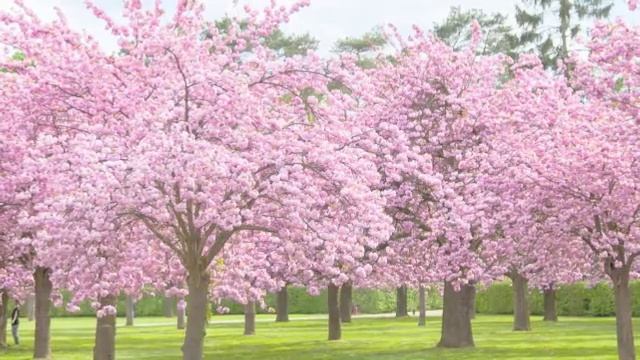 Cherry Pink Apple Blossom White Keith смотреть онлайн