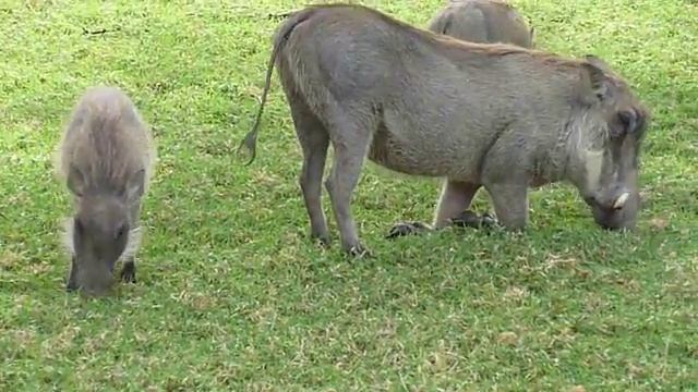 Okapuka Ranch game drive - clip 03 - warthog смотреть онлайн