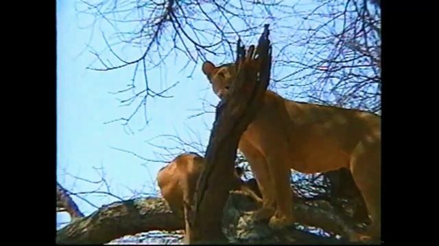 Tanzania -- Tarangire