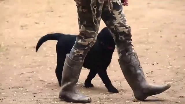 Видео о социализации смотреть онлайн