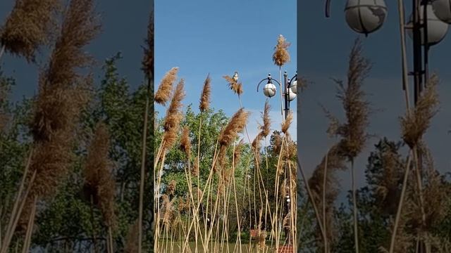 Камышовка на речке Мелекчесме. Керчь смотреть онлайн