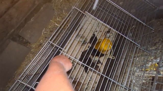 Отселила квочек и переселила цыплята. смотреть онлайн