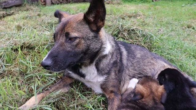 Щенки подросли. Посмотрите какими красавцами они стали смотреть онлайн