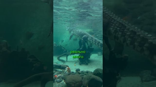 Как купить квартиру без агентства? Лучше этого не делать. В Испании специфичная процедура проверки… смотреть онлайн