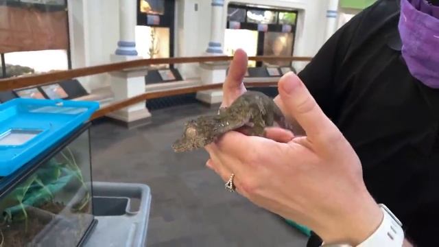 Home Safari – Leaf Tailed Gecko – Cincinnati Zoo